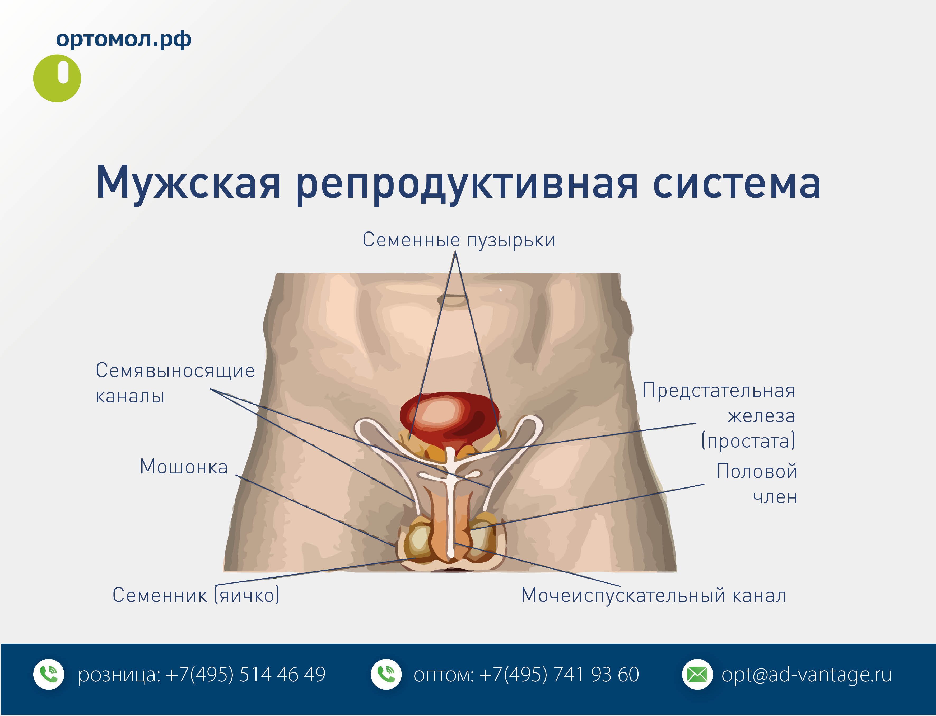 Orthomol Fertil plus — союз двух сердец